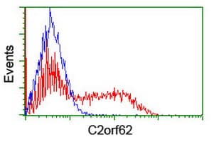 CATIP / C2orf62 Antibody (clone OTI1A6)