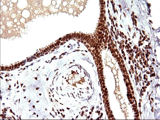 POLR3GL Antibody (clone OTI5E8, Carrier-free)