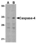 CASP4 / Caspase 4 Antibody
