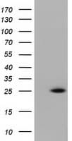 RIT2 / RIN Antibody (clone OTI1G2)
