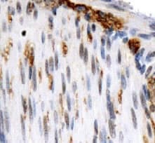 OS9 Antibody (Internal, DY650)