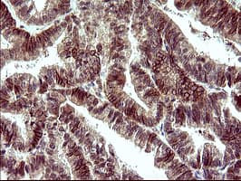 POLR3GL Antibody (clone OTI2F11, Carrier-free)