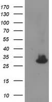 Monoclonal Mouse anti-Human KCTD14 Antibody (clone OTI3C7, IF, WB)