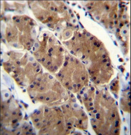 Polyclonal Rabbit anti-Human MLNR/GPR38/Motilin Receptor Antibody (aa357-386, IHC, WB)