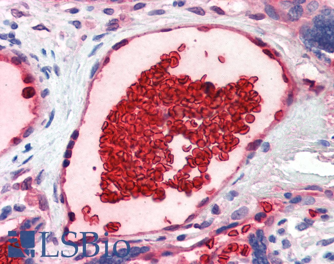 IHC-plus™ GYPA / CD235a / Glycophorin A Antibody (N-Terminus)