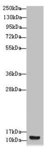 BCMP84 / S100A14 Antibody
