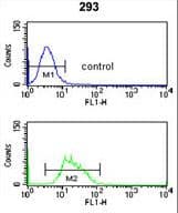 RFC3 Antibody (aa230-258)