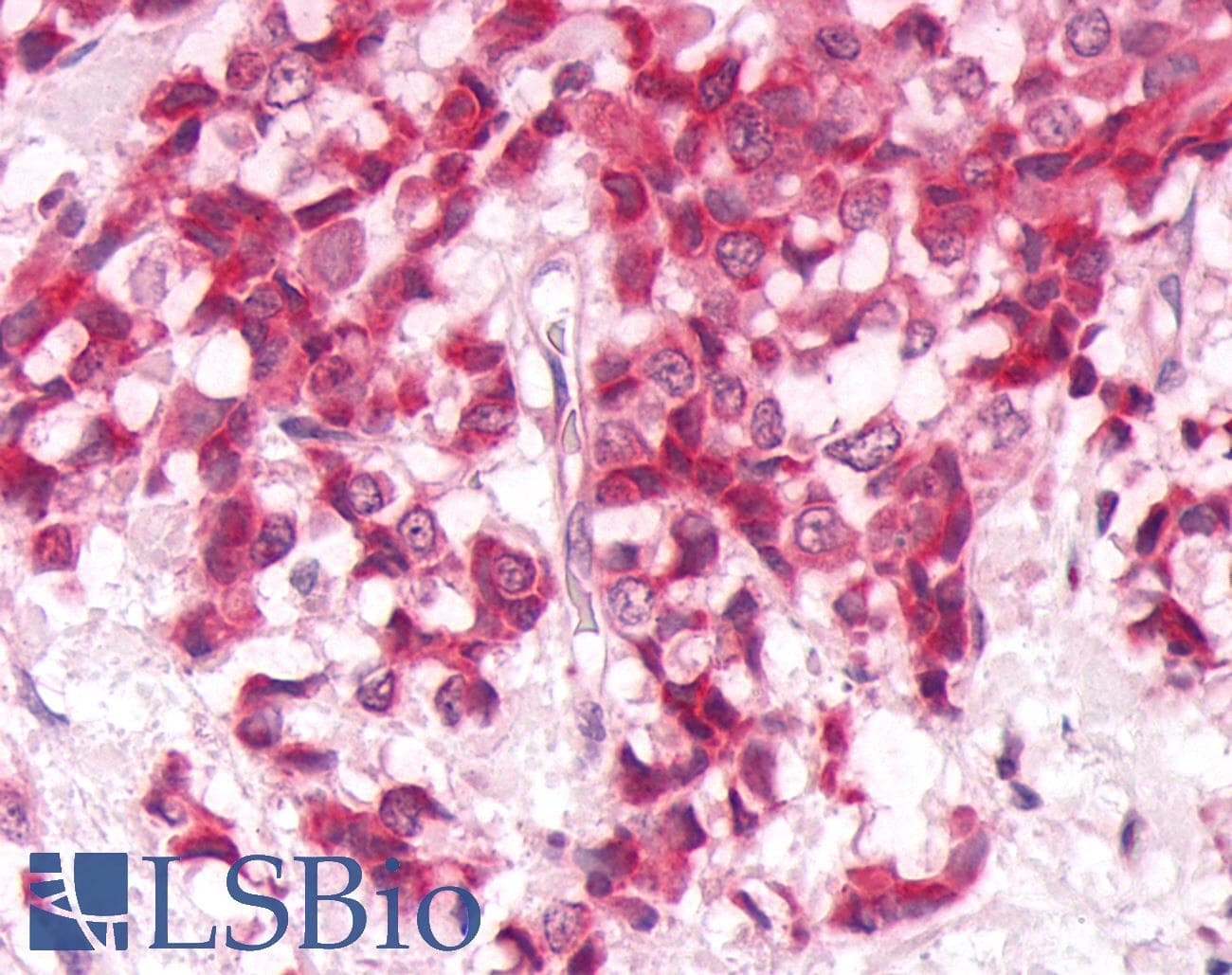 PathPlus™ DUSP26 / MKP8 Antibody (C-Terminus)