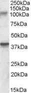 Polyclonal Goat anti-Human GRIK3 / GLUR7 Antibody (aa203-216, WB)