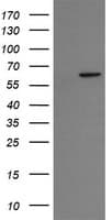 Monoclonal Mouse anti-Human CCT8L2 Antibody (clone OTI4B7, IF, WB)