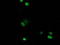 RTFDC1 Antibody (clone OTI3A5)