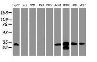 PSMA6 Antibody (clone OTI5H3)