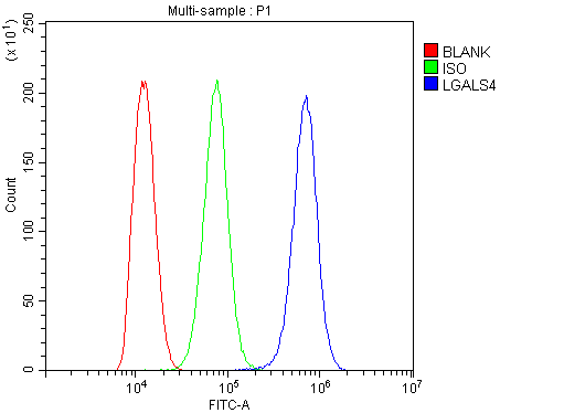 Polyclonal Rabbit anti-Human GAL4 / Galectin 4 Antibody (WB)