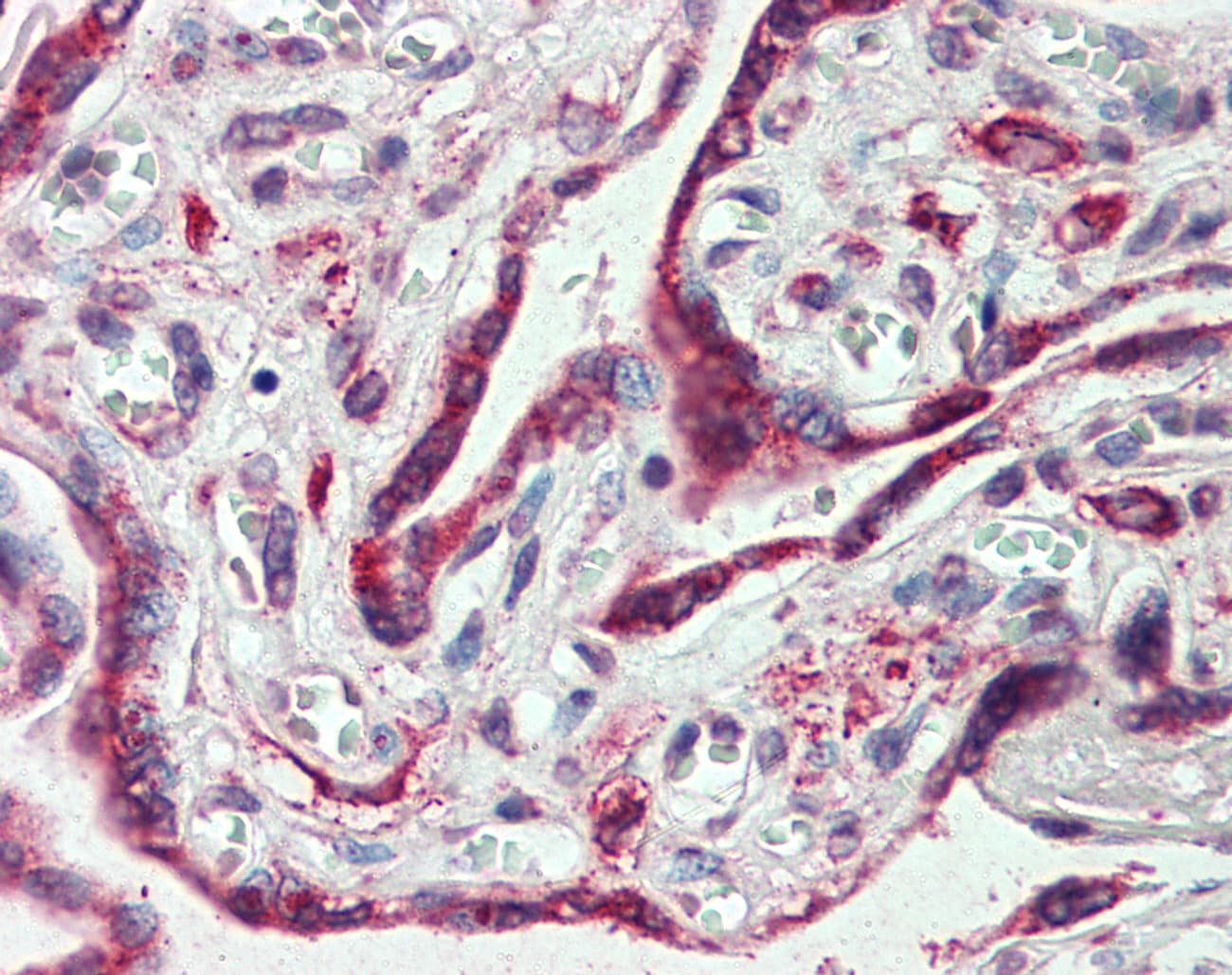 IHC-plus™ EMB/ Embigin Antibody (C-Terminus)