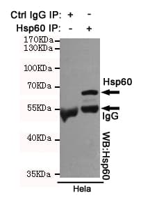 Monoclonal Mouse anti-Human HSPD1 / HSP60 Antibody (WB)