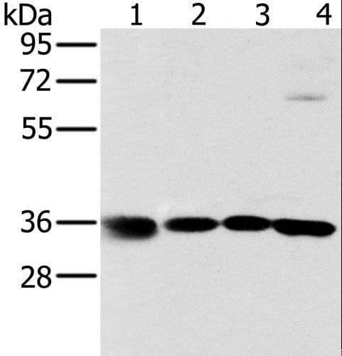 MRPL39 Antibody