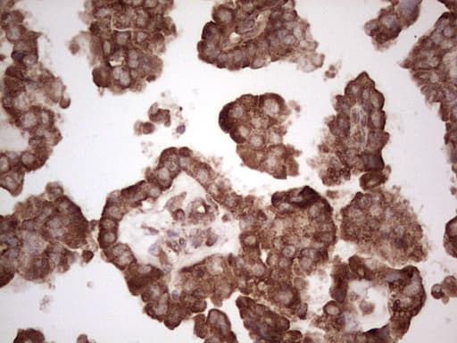 Monoclonal Mouse anti-Human BHLHE41 / BHLHB3 / SHARP1 Antibody (clone OTI4E1, aa1-297, IHC, WB)
