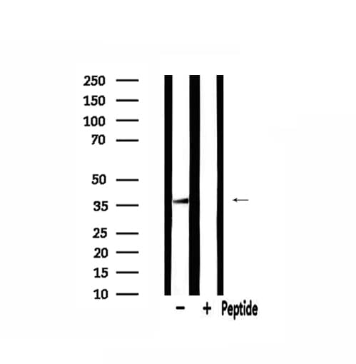 MRPL44 Antibody