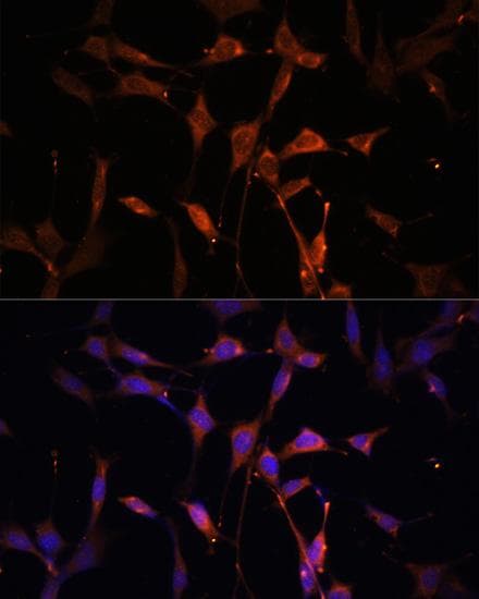 KEAP1 Antibody