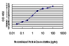 E6AP / UBE3A Antibody (clone 2F6)
