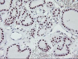 USP7 / HAUSP Antibody (clone OTI3D3, Carrier-free)
