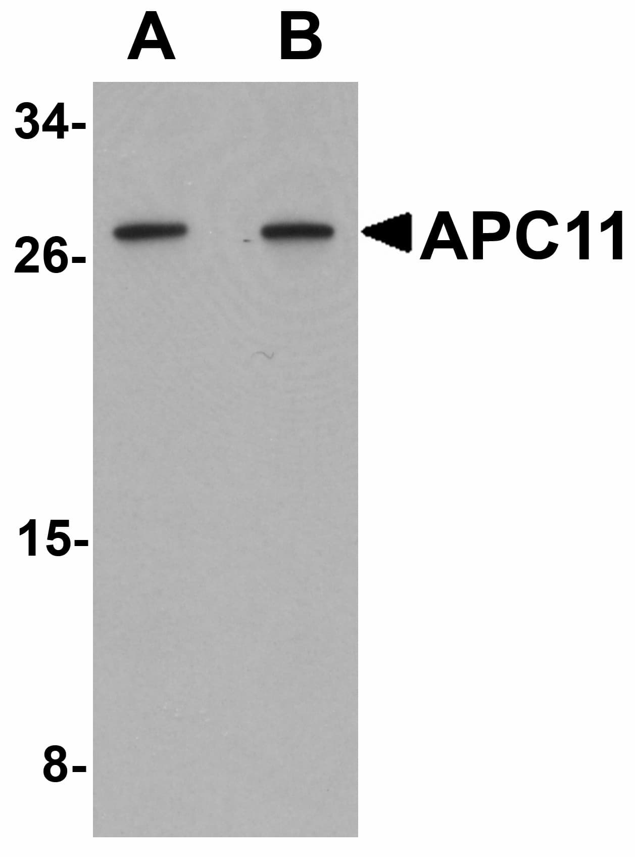 IHC-plus™ ANAPC11 / APC11 Antibody