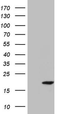 Monoclonal Mouse anti-Human p16INK4a / CDKN2A Antibody (clone OTI1H10, Carrier-free, IF, WB)