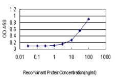 RAD17 Antibody (clone 2G12)