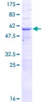 Human PCGF5 Protein (Recombinant GST)