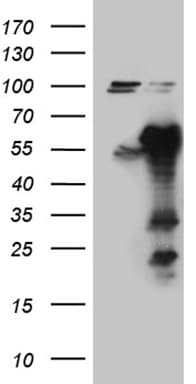 KIAA1970 / EARS2 Antibody (clone OTI2C1)