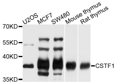 Polyclonal Rabbit anti-Human CSTF1 Antibody (WB)