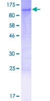 Human ZFP64 Protein (Recombinant GST)