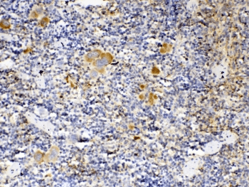THPO / TPO / Thrombopoietin Antibody