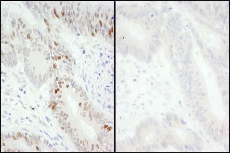 MCM2 Antibody (phospho-Ser40/41)