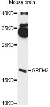 GREM2 / Gremlin 2 Antibody