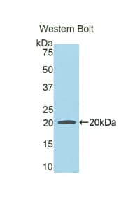 HPX / Hemopexin Antibody (aa24-173, FITC)