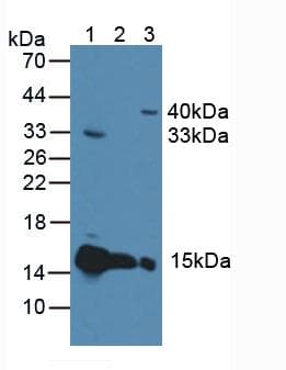 CYCS / Cytochrome c Antibody (aa5-100)