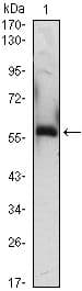 A1BG Antibody (clone 4B5)