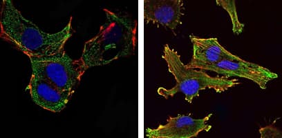 Monoclonal Mouse anti-Human KLHL13 Antibody (clone 8D1, IHC, IF, WB)
