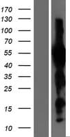 EVX1 Protein (Over-Expression Lysate Myc-DDK (Flag))