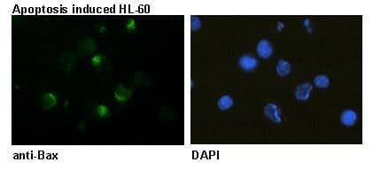 BAX Antibody (clone 4F11)