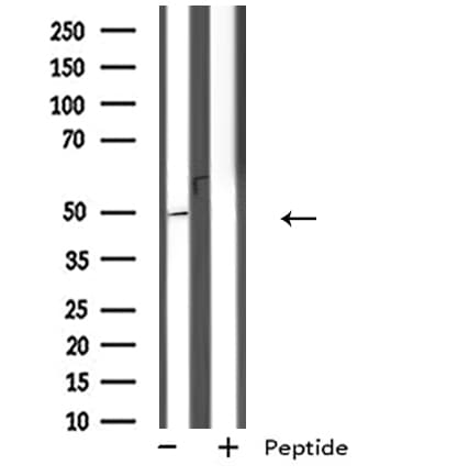 GPR152 Antibody
