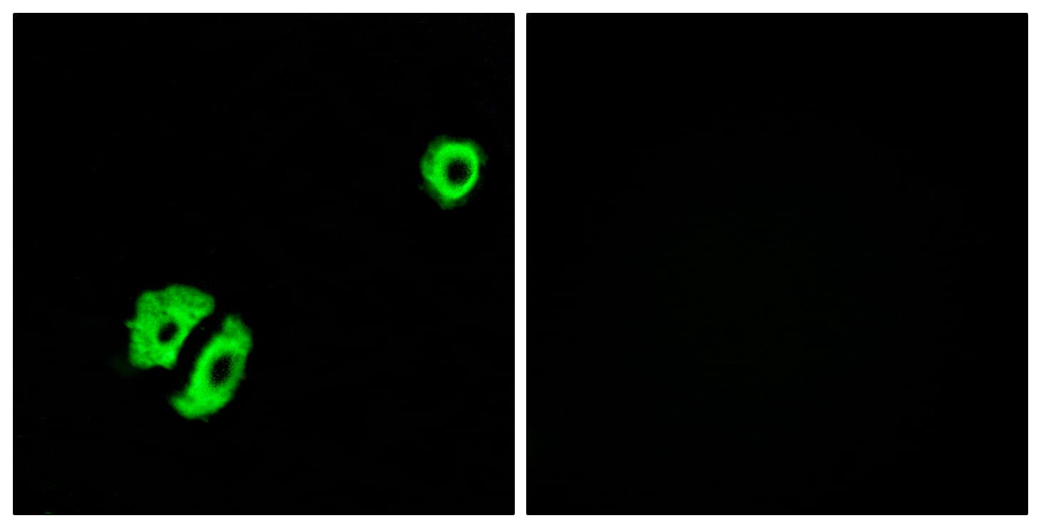OR2A25 Antibody (aa241-290)