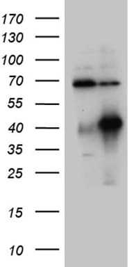HOXC4 Antibody (clone OTI2D5, Carrier-free)