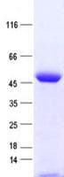 Human FAM102B Protein (Recombinant His, N-Terminal)