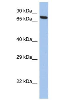 CCDC116 Antibody (aa526-575)