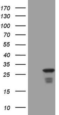 ATF3 Antibody (clone OTI5G9)