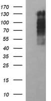 RAPGEF1 Antibody (clone OTI2C3, Carrier-free)
