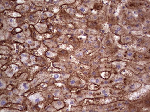 Monoclonal Mouse anti-Human APOE / Apolipoprotein E Antibody (clone OTI1E6, Carrier-free, IHC, WB)