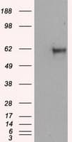 NPR3 Antibody (clone OTI11B5)